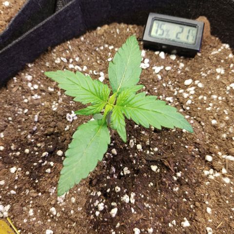 Gelato #2 growlog timeline photo