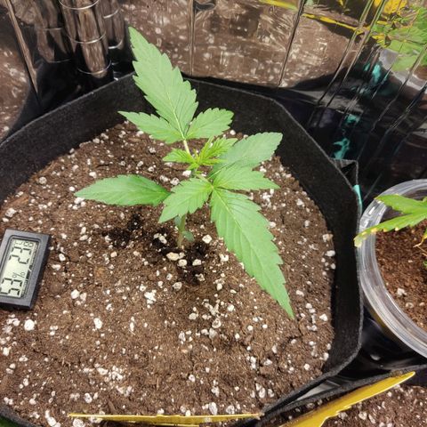 "Ani" Gelato #1 growlog timeline photo