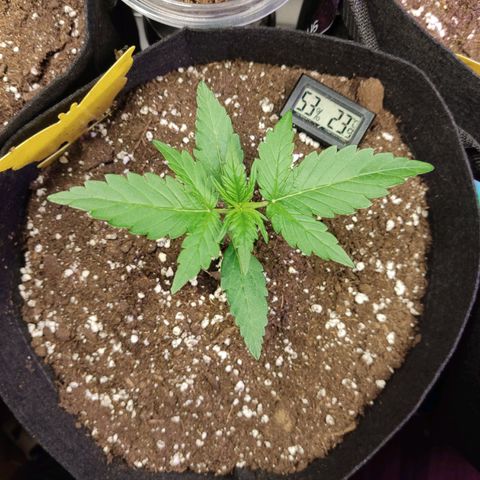 Gelato #2 growlog timeline photo