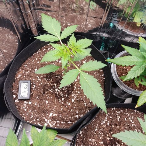 "Ani" Gelato #1 growlog timeline photo
