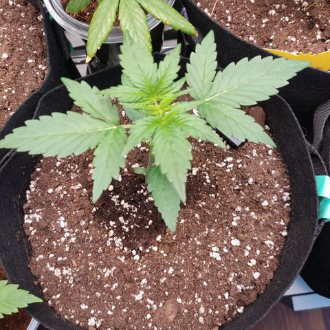 Gelato #2 growlog timeline photo