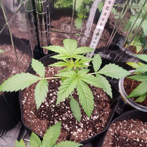 "Ani" Gelato #1 growlog timeline photo
