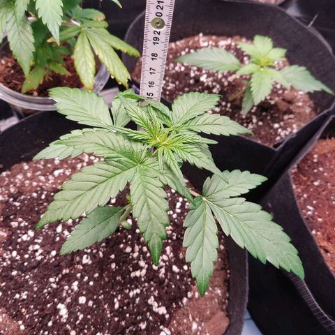 Gelato #2 growlog timeline photo