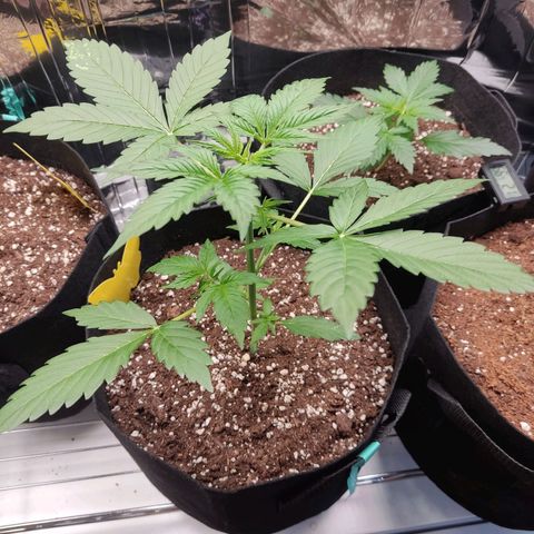 "Ani" Gelato #1 growlog timeline photo