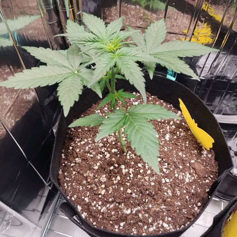 Gelato #2 growlog timeline photo