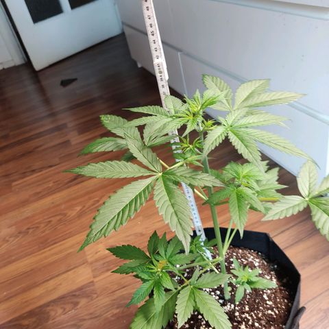 "Ani" Gelato #1 growlog photo: Wenn ich das korrekt erkenne hat gerade die Blütephase begonnen 