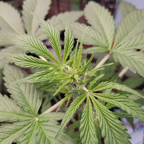 "Ani" Gelato #1 growlog photo: Wenn ich das korrekt erkenne hat gerade die Blütephase begonnen 