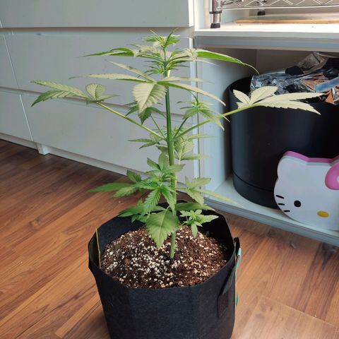 "Ani" Gelato #1 growlog photo: Wenn ich das korrekt erkenne hat gerade die Blütephase begonnen 