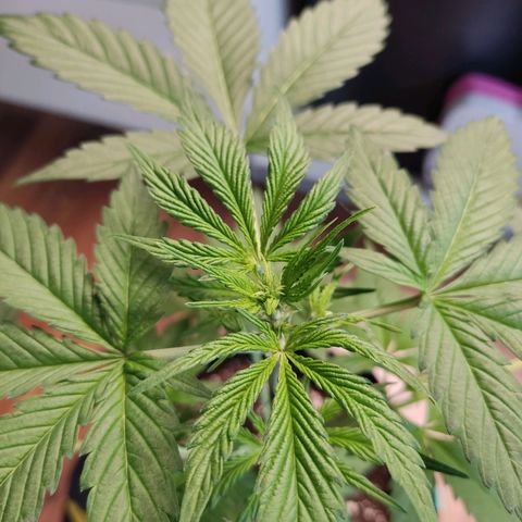 "Ani" Gelato #1 growlog photo: Wenn ich das korrekt erkenne hat gerade die Blütephase begonnen 
