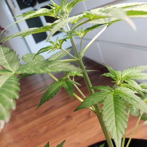 "Ani" Gelato #1 growlog photo: Wenn ich das korrekt erkenne hat gerade die Blütephase begonnen 