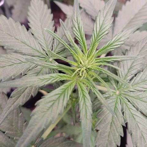 Gelato #2 growlog photo: Wenn ich das korrekt erkenne hat sie gerade angefangen in die Blütephase überzugehen 