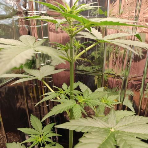 Gelato #2 growlog photo: Wenn ich das korrekt erkenne hat sie gerade angefangen in die Blütephase überzugehen 