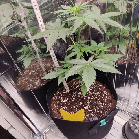 Gelato #2 growlog photo: Wenn ich das korrekt erkenne hat sie gerade angefangen in die Blütephase überzugehen 