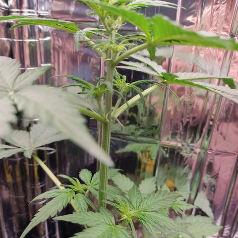 Gelato #2 growlog photo: Wenn ich das korrekt erkenne hat sie gerade angefangen in die Blütephase überzugehen 
