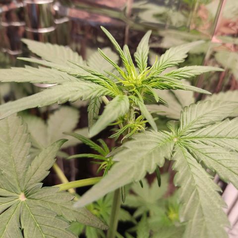 Gelato #2 growlog photo: Wenn ich das korrekt erkenne hat sie gerade angefangen in die Blütephase überzugehen 