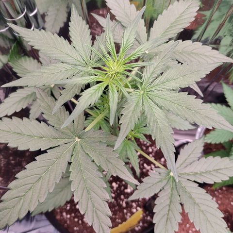 Gelato #2 growlog photo: Wenn ich das korrekt erkenne hat sie gerade angefangen in die Blütephase überzugehen 
