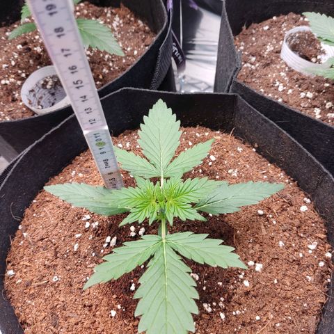Mikromachine auto growlog timeline photo