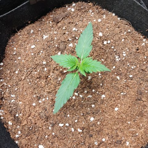 Mikromachine auto growlog timeline photo