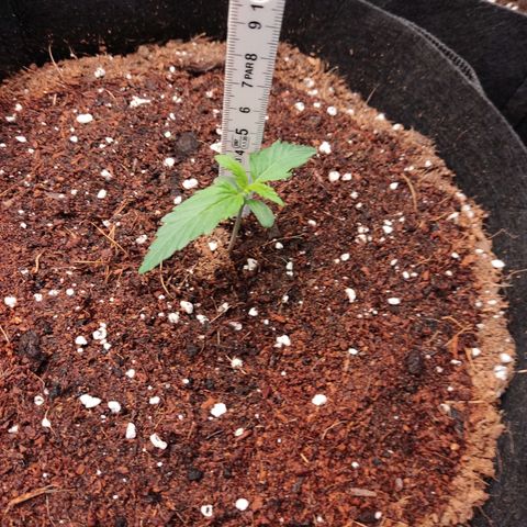 Mikromachine auto growlog timeline photo