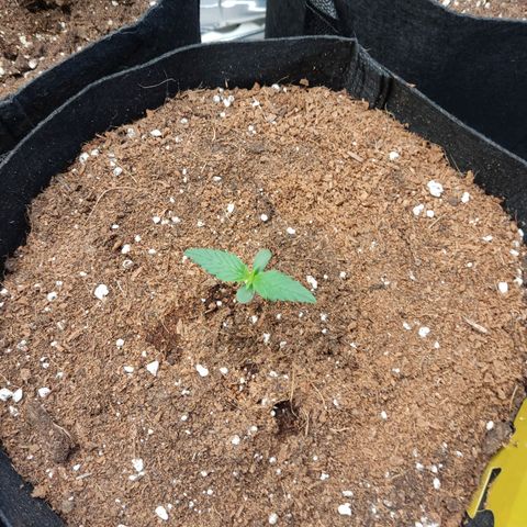 Mikromachine auto growlog timeline photo