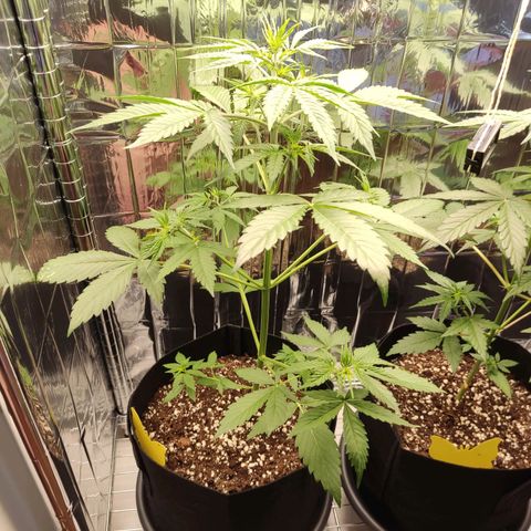 "Ani" Gelato #1 growlog timeline photo
