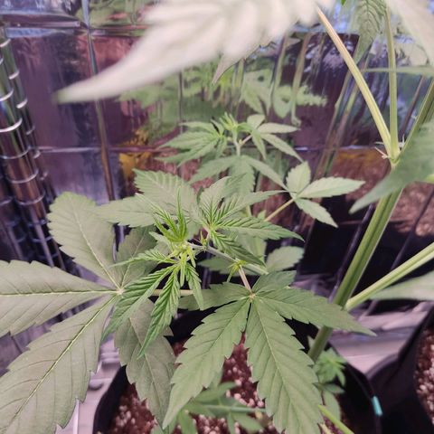 "Ani" Gelato #1 growlog timeline photo