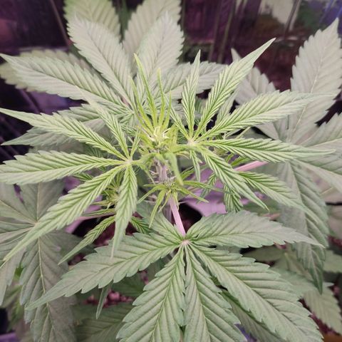 "Ani" Gelato #1 growlog timeline photo