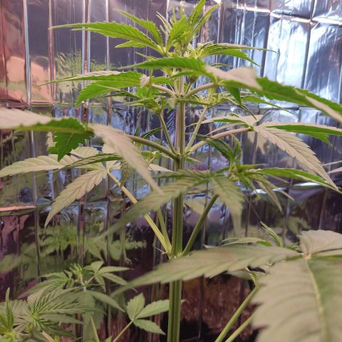 "Ani" Gelato #1 growlog timeline photo