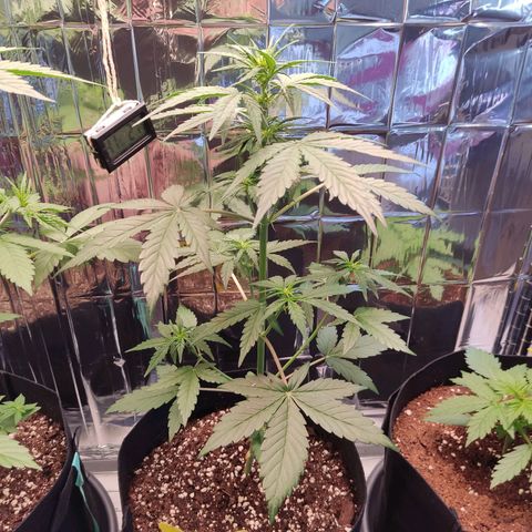 Gelato #2 growlog timeline photo
