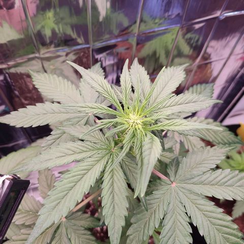 Gelato #2 growlog timeline photo