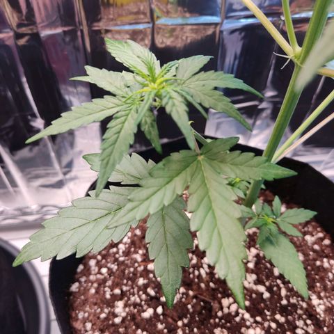 Gelato #2 growlog timeline photo