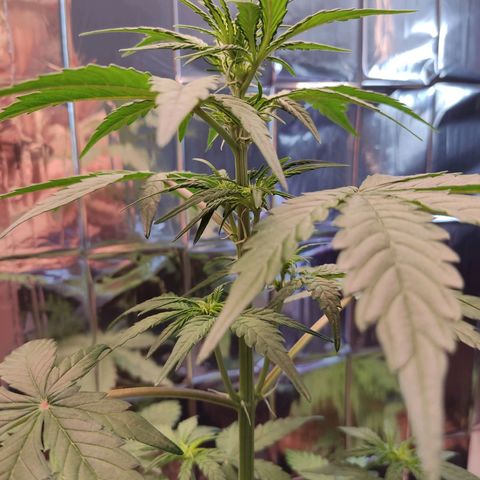 Gelato #2 growlog timeline photo