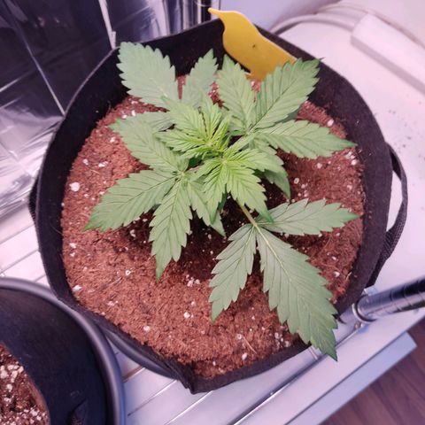 Mikromachine auto growlog timeline photo