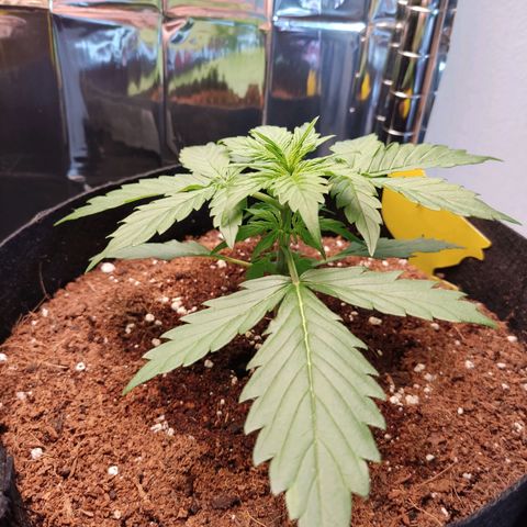 Mikromachine auto growlog timeline photo