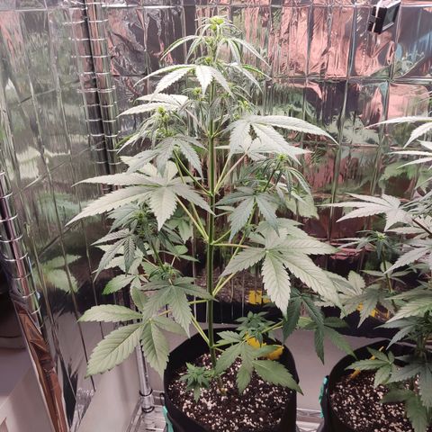 "Ani" Gelato #1 growlog timeline photo