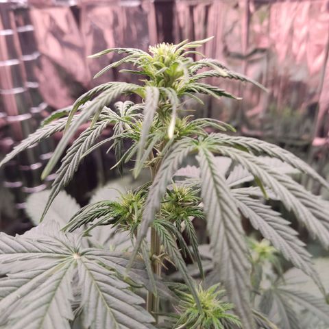 "Ani" Gelato #1 growlog timeline photo