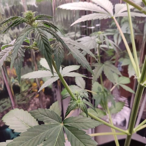 "Ani" Gelato #1 growlog timeline photo