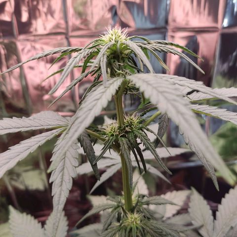 Gelato #2 growlog timeline photo