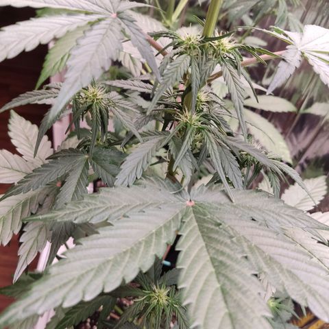 Gelato #2 growlog timeline photo