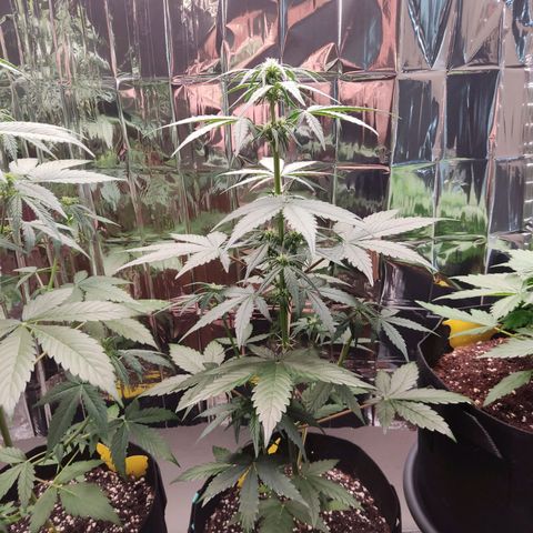 Gelato #2 growlog timeline photo