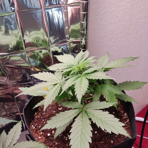Mikromachine auto growlog timeline photo