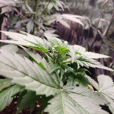 Mikromachine auto growlog timeline photo