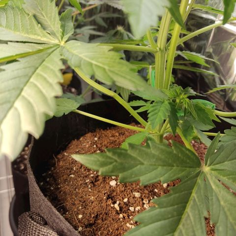 Mikromachine auto growlog timeline photo