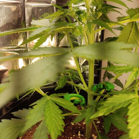 Mikromachine auto growlog timeline photo