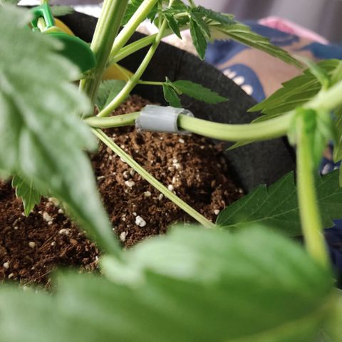 Mikromachine auto growlog timeline photo