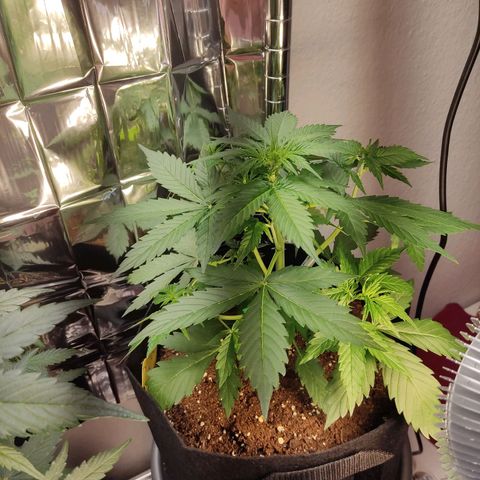 Mikromachine auto growlog timeline photo