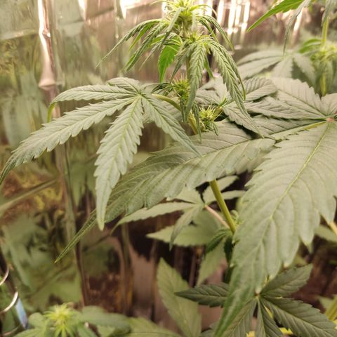 "Ani" Gelato #1 growlog timeline photo