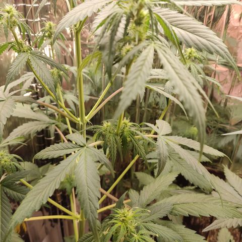 "Ani" Gelato #1 growlog timeline photo