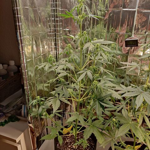 "Ani" Gelato #1 growlog timeline photo