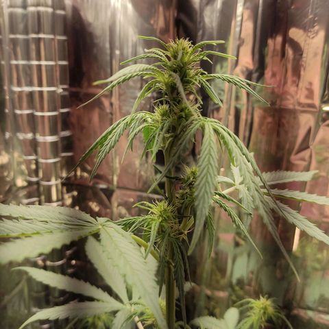 "Ani" Gelato #1 growlog timeline photo